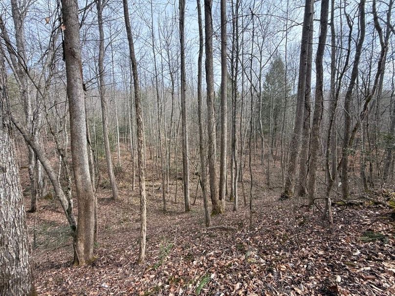 016 south facing open forested slope