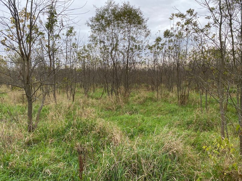 pics from late 2021 and early 2022. New plots being planted in Aug 2023 for new pics (15)