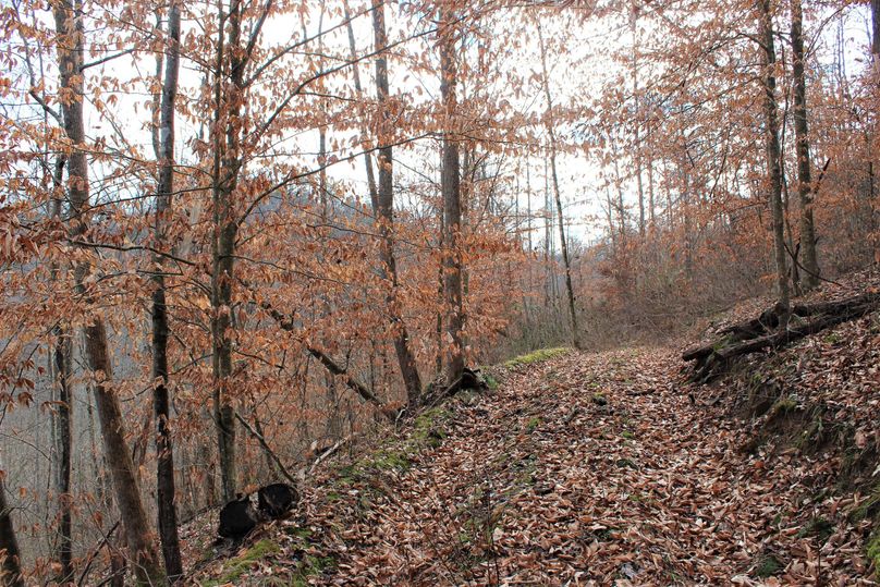 024 one of the old logging roads leading around an east facing slope mid-way to the ridge top