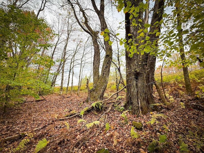 Oswego NY 6.68 Photos 33