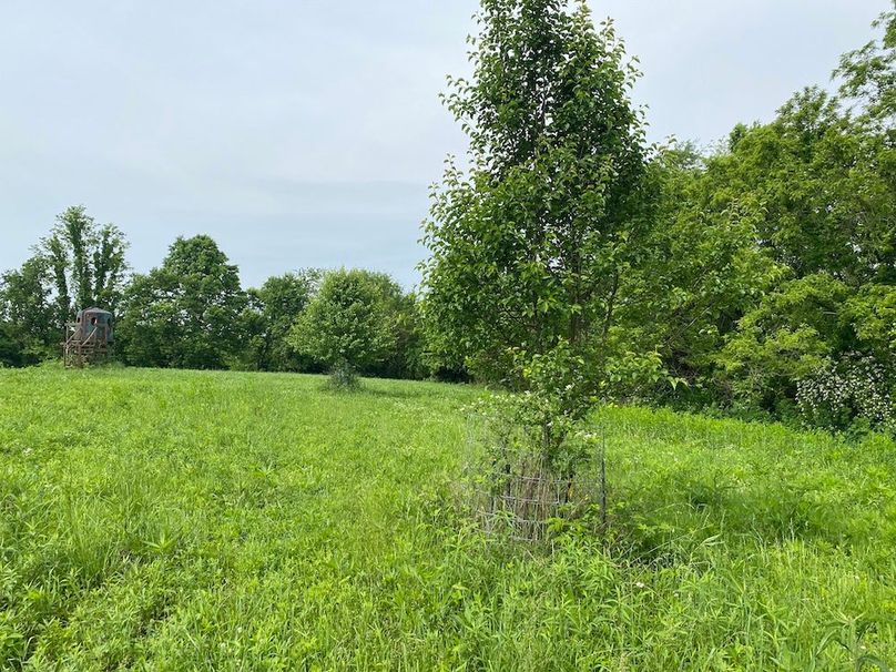 011 large fruit trees in the east tract food plot copy