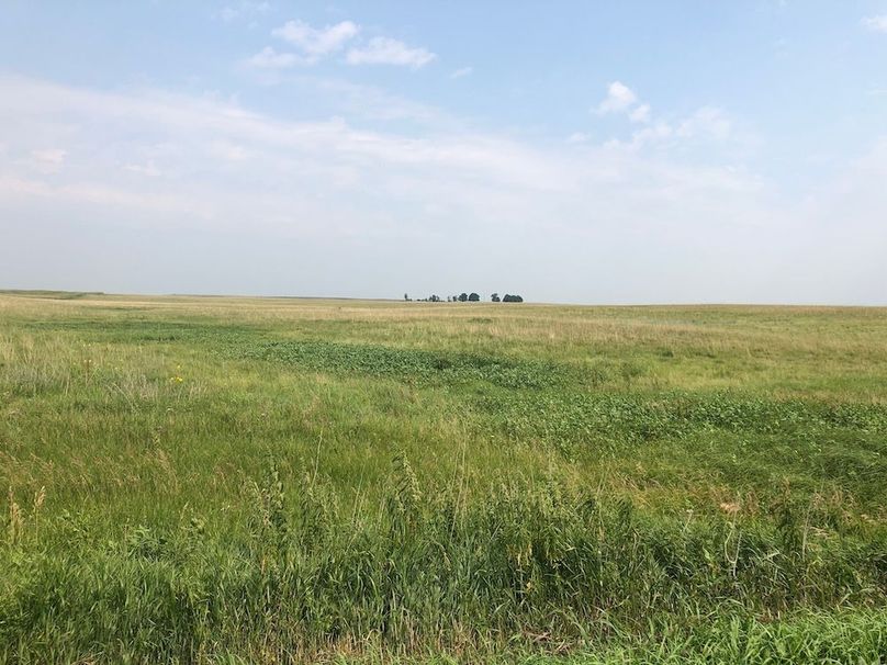 19. Looking East Wetland
