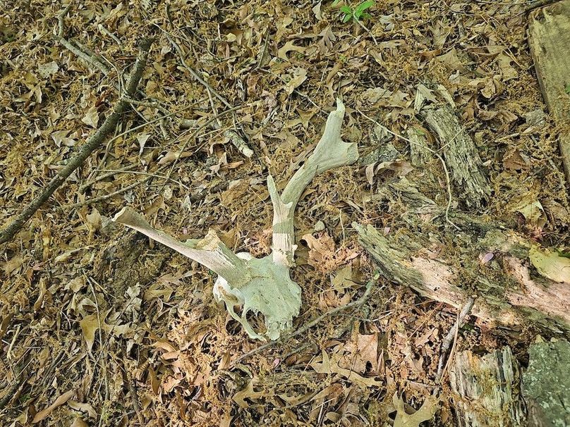 2.72ac_St Marys Rd_QAnnes_21