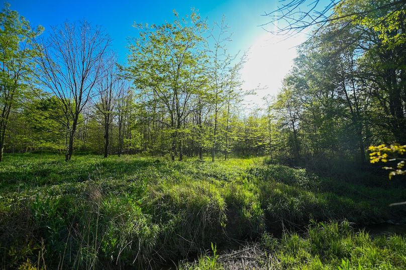 vandalia 450 (2)-3055