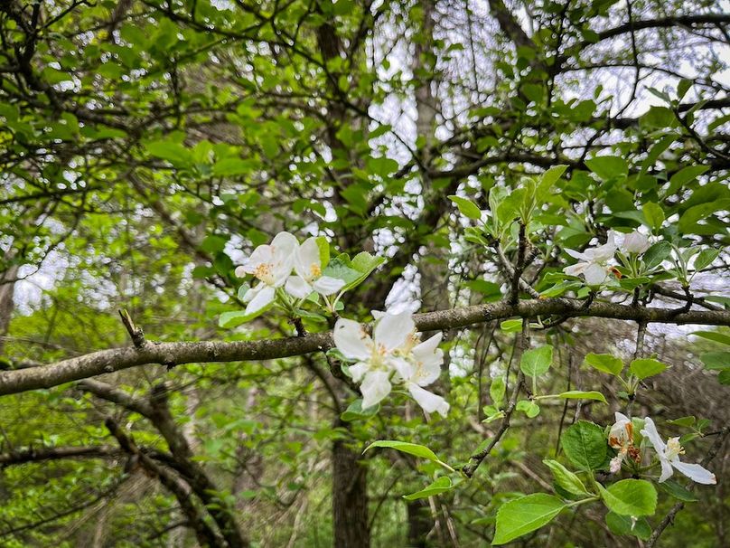 Tioga_78_Biada_Photos_91