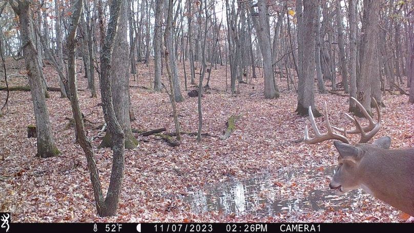Sauk 174 Trailcam - 28