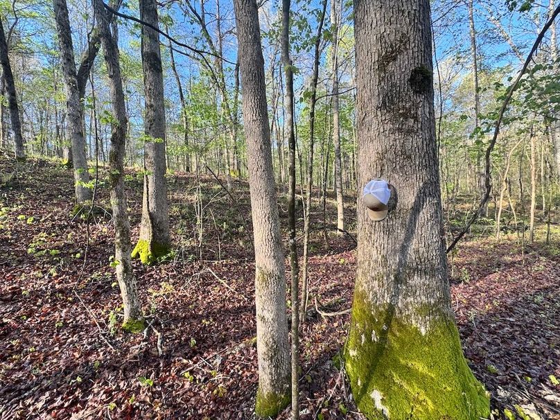 3Bottom Timber