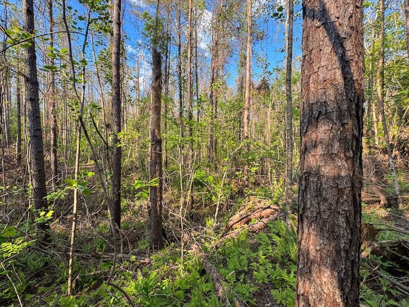 Tallahatchie 44 Newman (Crowden) Wide-30