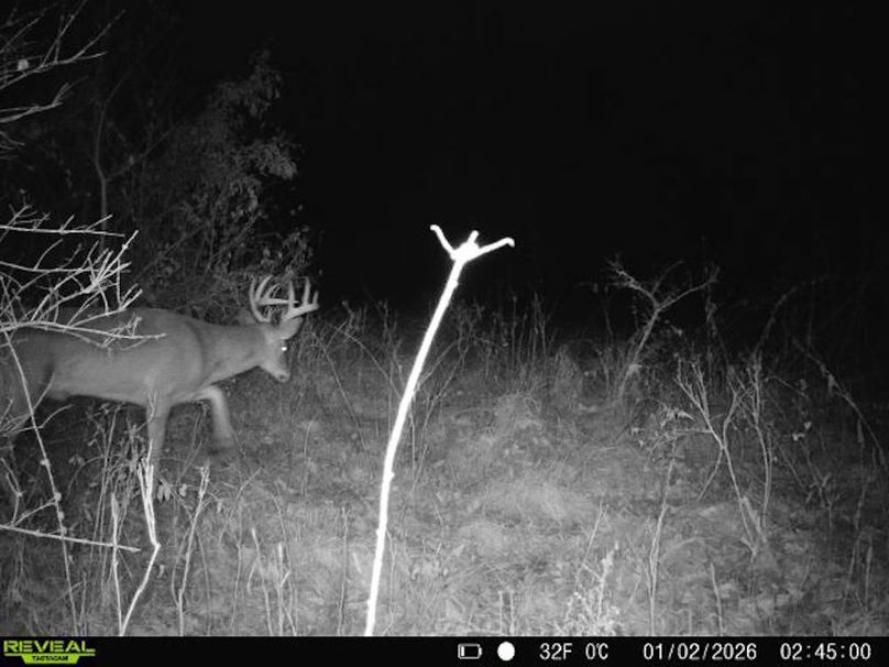 860516068095052-0-3-01022026024500-V-W1001037