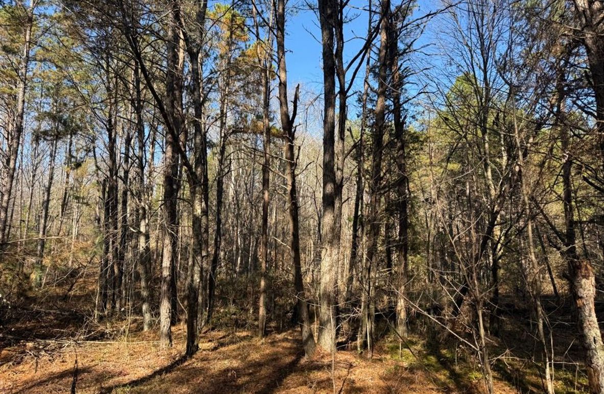 004 some of the forested areas in the middle section of the property
