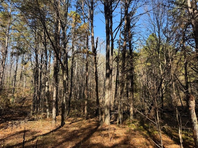 004 some of the forested areas in the middle section of the property