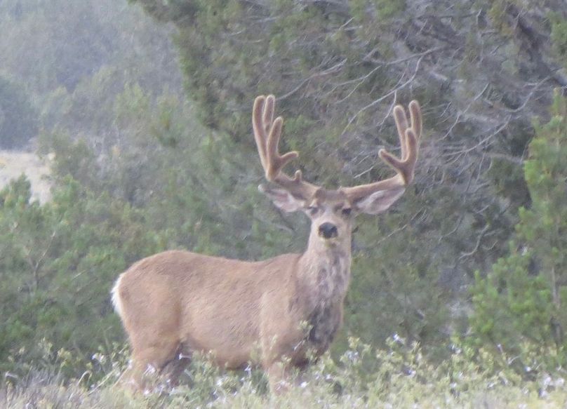 Big Velvet buck 2