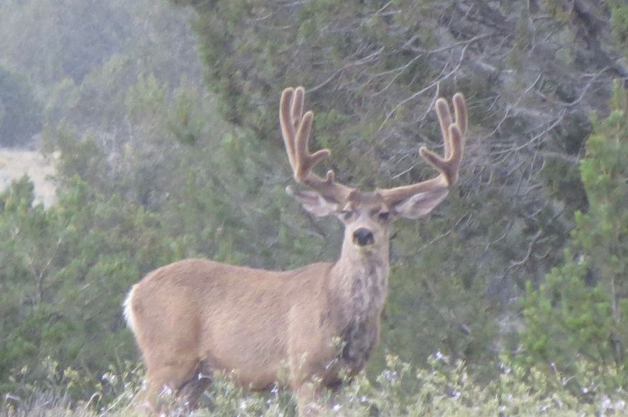 Big Velvet buck 2