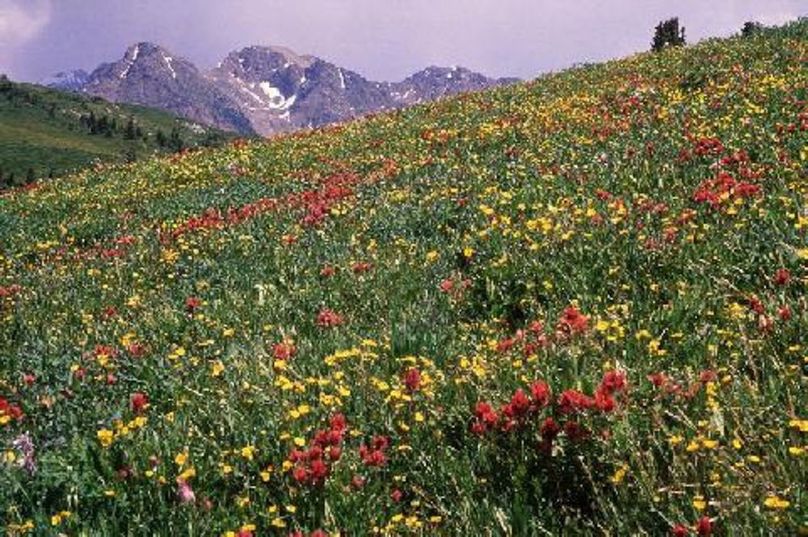 san juan mnt flowers