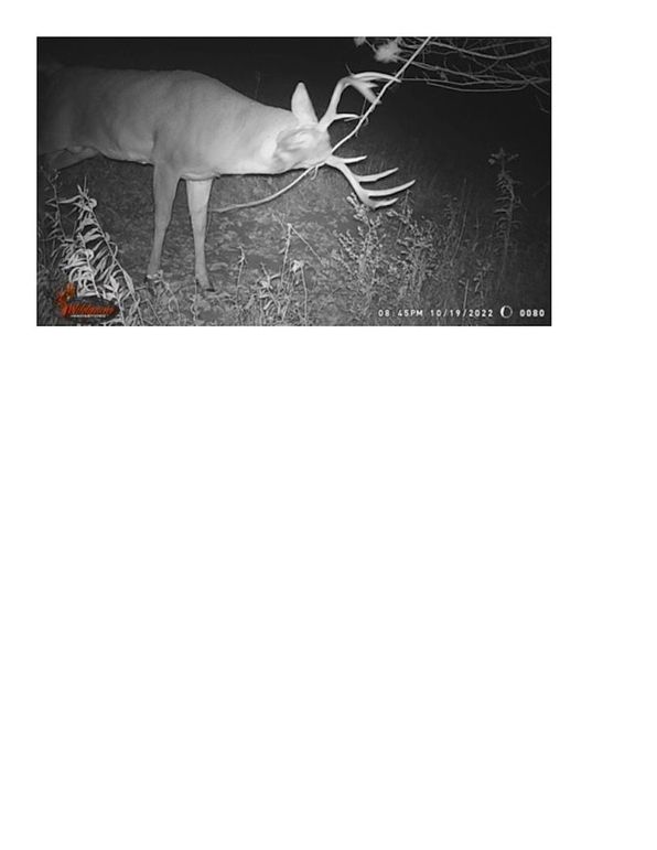 Trail Cam 5