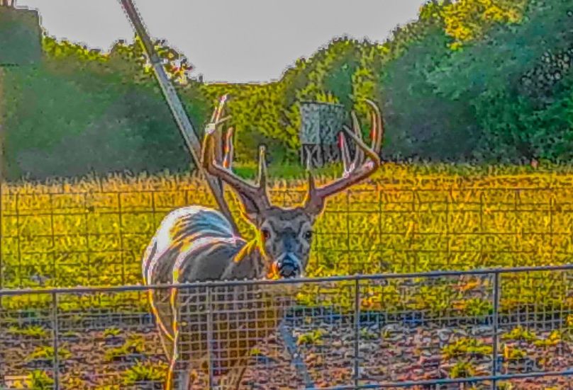 Bosque 294 Deer Cam Photos-9