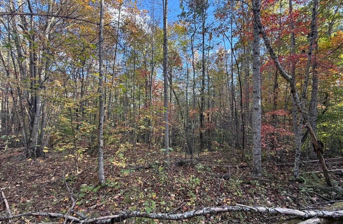 005 some of the open forested area in the lower elevations