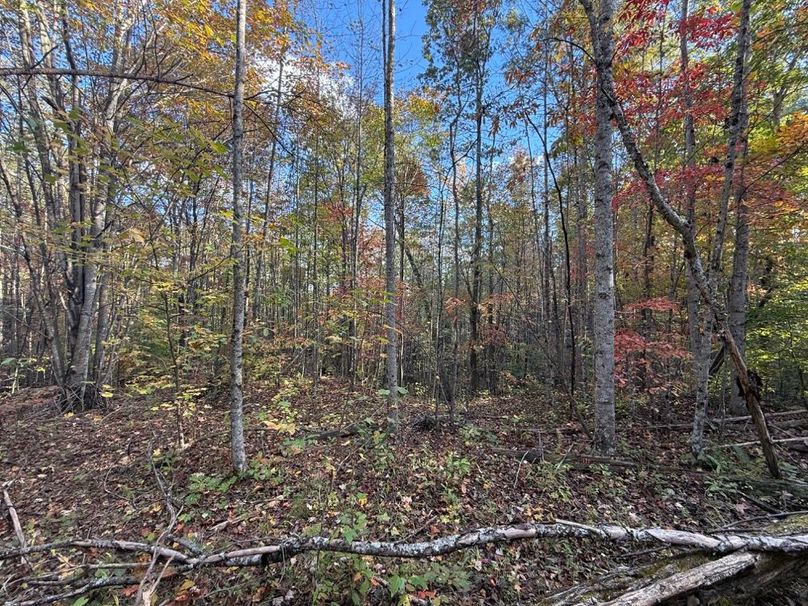 005 some of the open forested area in the lower elevations