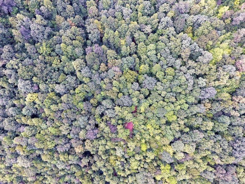 016 drone canopy shot near the ridge top