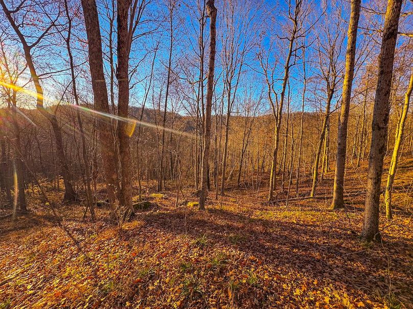 Pleasants_Wood 169.97 AC Cokeley-12