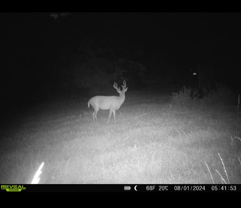 Trail Cam 15