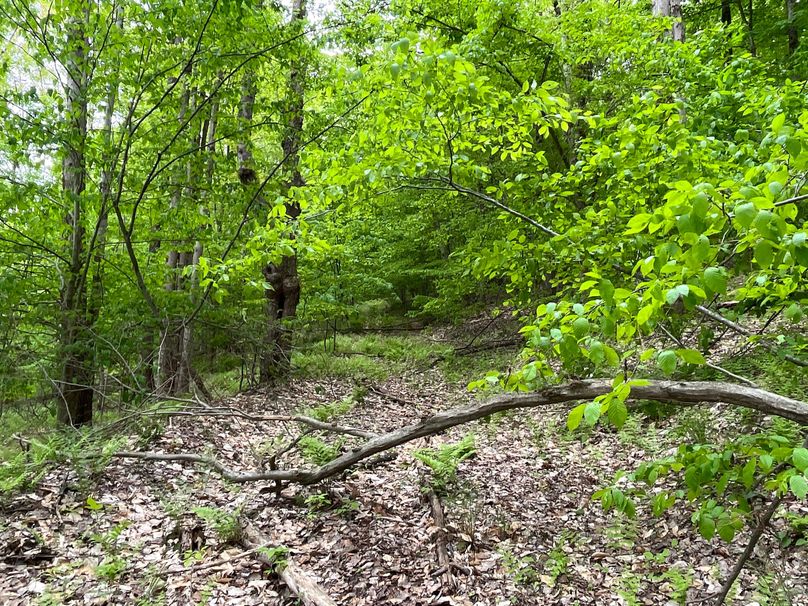 Tioga_18.72_Coulson Photo 52