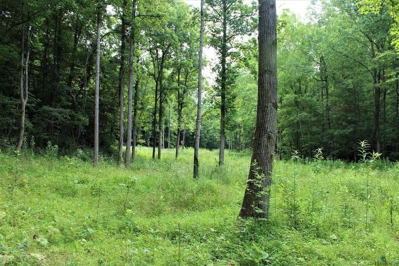 037 another of the hidden fields within the valley, perfect ambush spot for Mr. Big