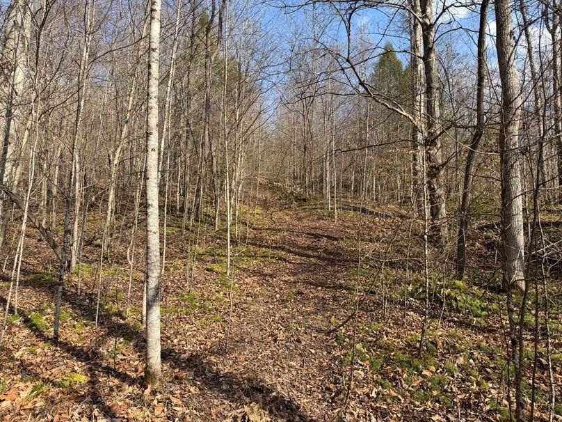 024 old trails leading up towards the ridgetop-2