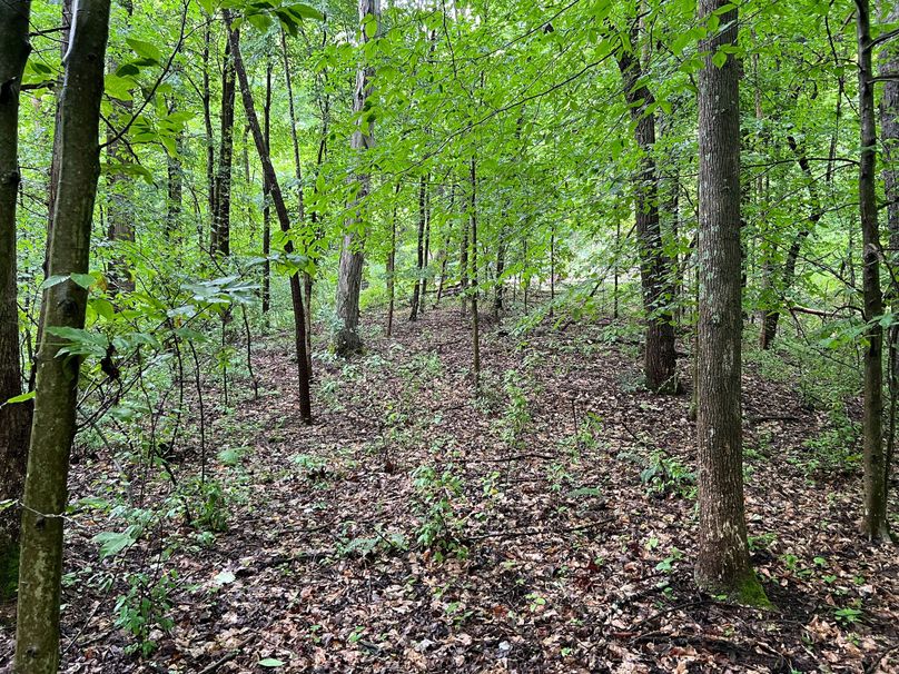 Wirt, WV 150.75 AC Tinnell-11