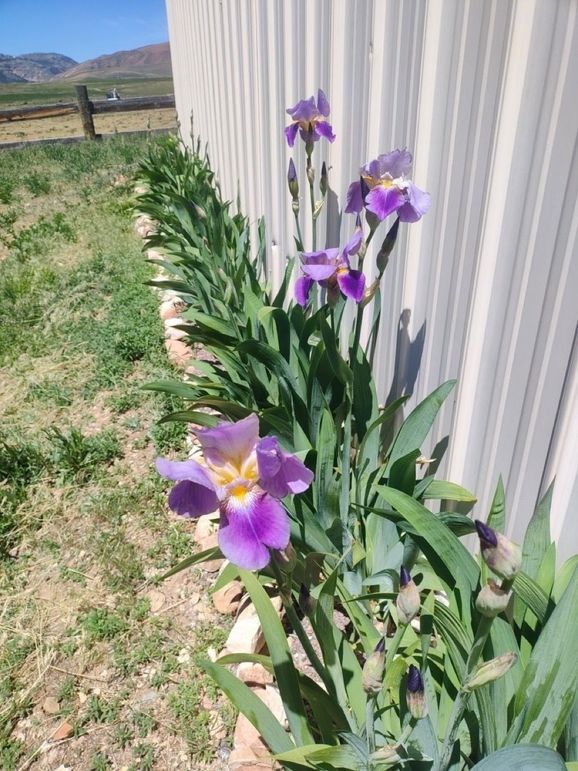 irises