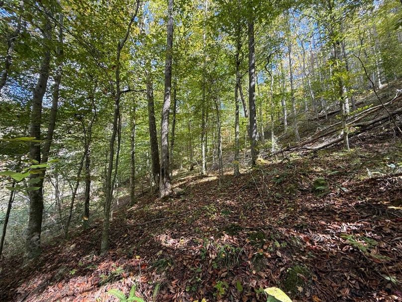 006 forested west facing slope in the south area of the property