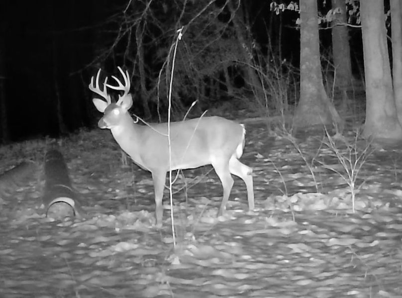 Calhoun, WV 132.84 AC Szegi Trail Cam-01