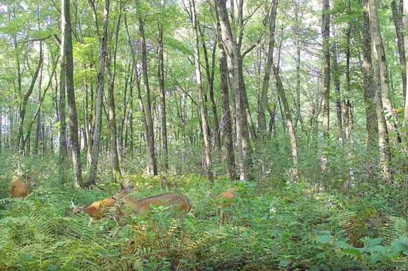 Monroe 50trailcam - 6