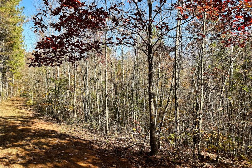 34 Woods _ Trail 01