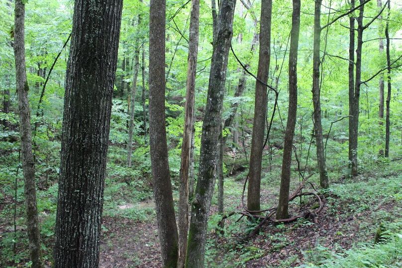 023 line of yellow poplars