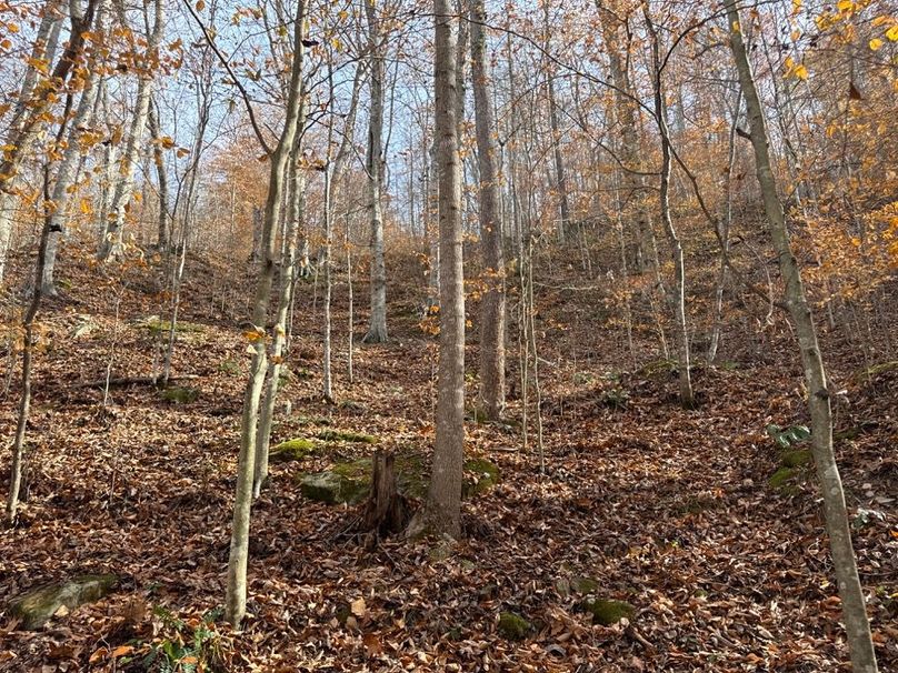 007 Beeches on South Facing Slope