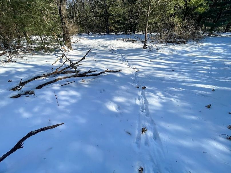 Adams 25, Nessler -47