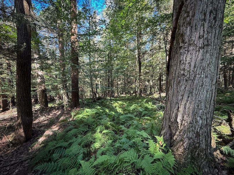 Tioga NY 232.62 Shores Photos 34