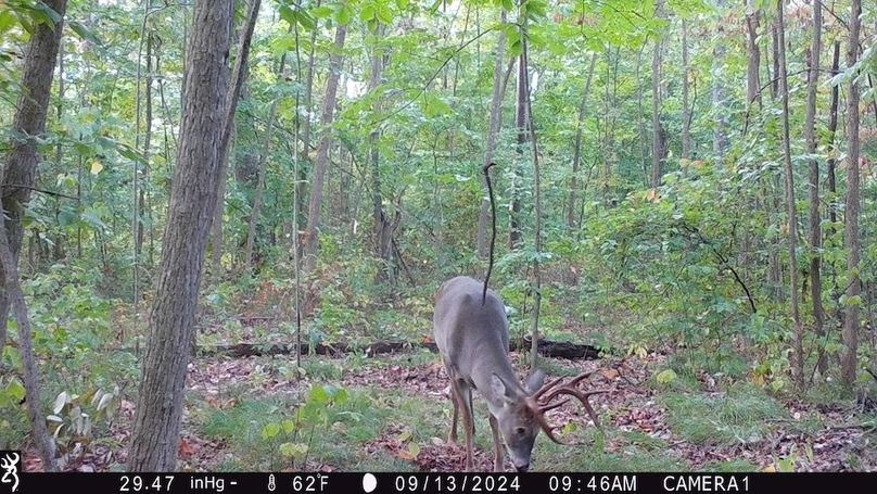 Trail Cam.11