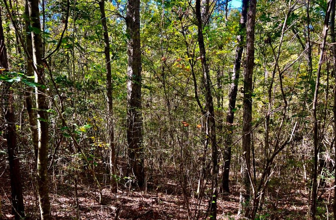 1AC4E79D-554B-4527-B453-F702A4C78A5D_1_201_a