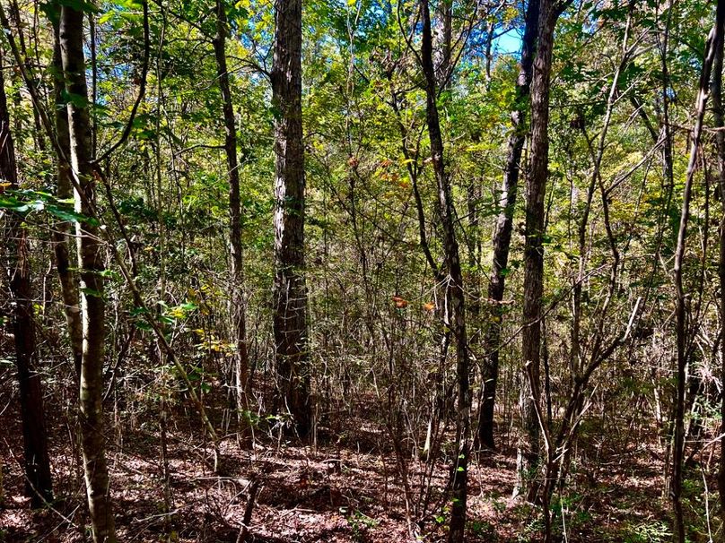 1AC4E79D-554B-4527-B453-F702A4C78A5D_1_201_a