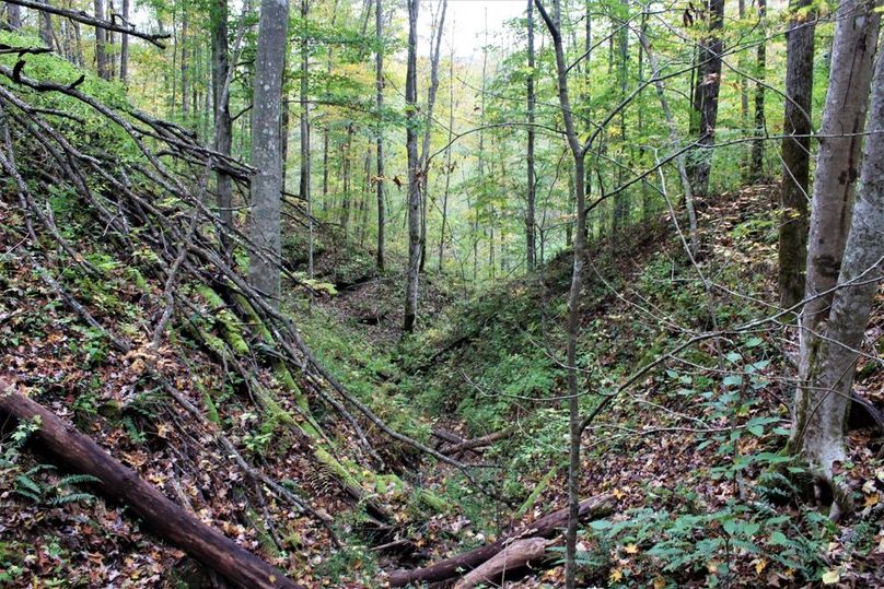 023 wooded draw leading up to the ridge