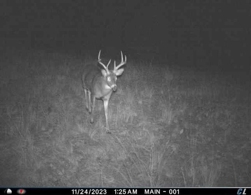 Deer