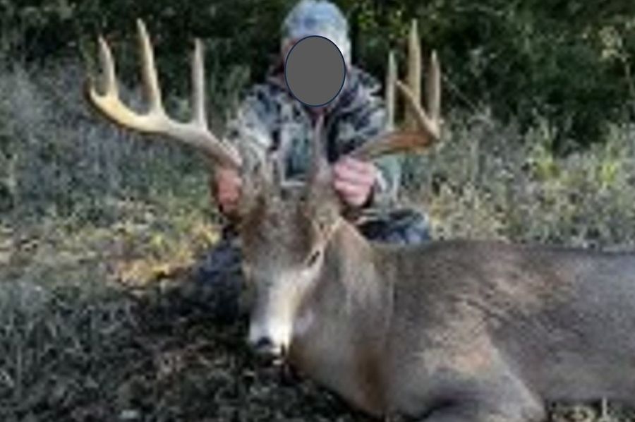 Deer