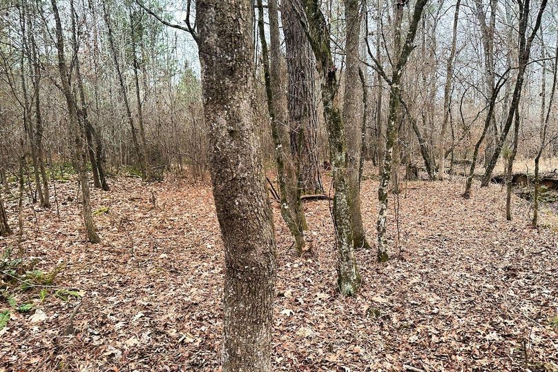 11 Woods