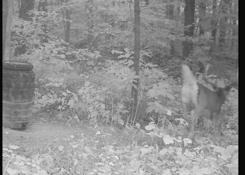 trailcam4