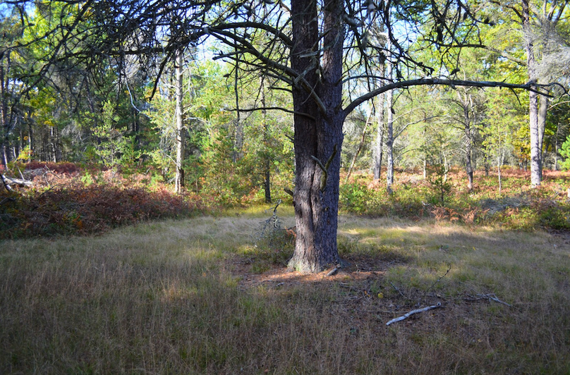 Screenshot 2025-11-14 at 11.36.45 AM