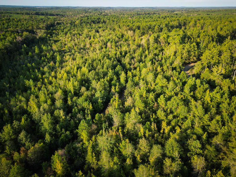 43.5 Acres San Augustine 008