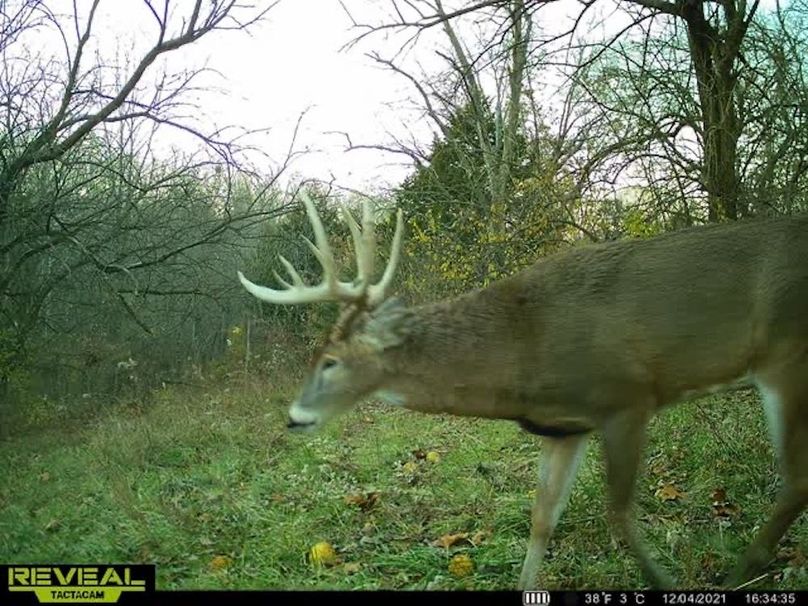 Copy of deer photos.32