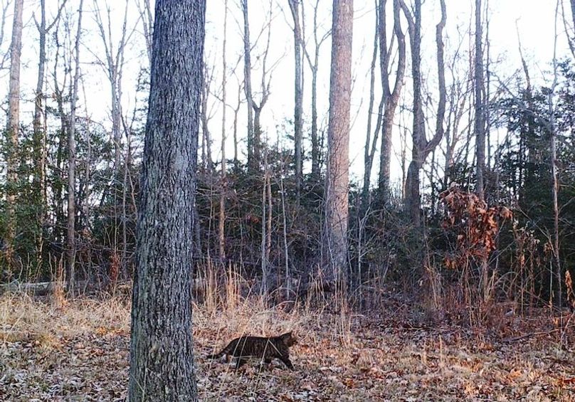 Our bobcat workshop